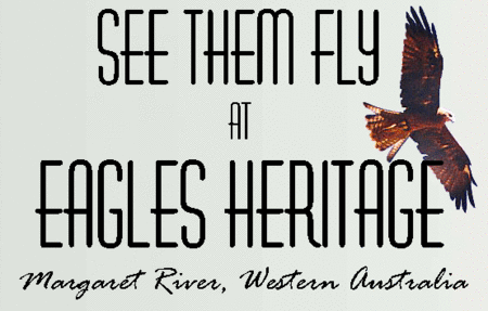 Eagles Heritage Raptor Wildlife Centre - Australian Destinations