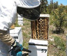 The House of Honey - Australian Destinations