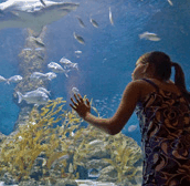 The Aquarium Of Western Australia - Australian Destinations 0