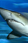 The Aquarium Of Western Australia - Australian Destinations 2