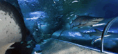 The Aquarium Of Western Australia - Australian Destinations 3