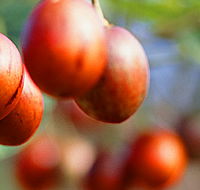 Tropical Fruit World - Australian Destinations