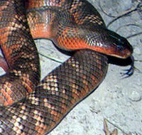 Armadale Reptile  Wildlife Centre - Australian Destinations