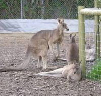 Jirrahlinga Koala  Wildlife Sanctuary - Australian Destinations