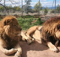 Mansfield Zoo - Australian Destinations