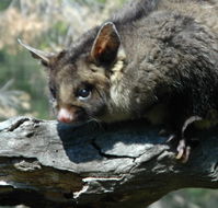 Moonlit Sanctuary Wildlife Conservation Park - Australian Destinations