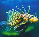 Underwater World - Australian Destinations