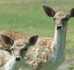 Marapana Wildlife Park - Australian Destinations