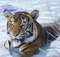 Zoo Doo Wildlife Park - Australian Destinations