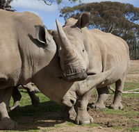 Monarto Zoo - Australian Destinations