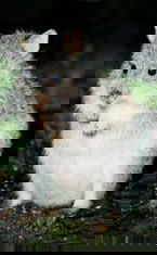 Warrawong Wildlife Park - Australian Destinations 1