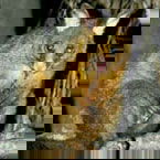 Warrawong Wildlife Park - Australian Destinations 2