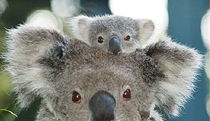  Australian Destinations