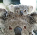 Billabong Koala and Wildlife Park - Australian Destinations