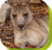 Calmsley Hill City Farm - Australian Destinations