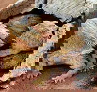 Alice Springs Reptile Centre - Australian Destinations