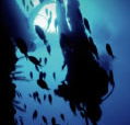 Scuba World - Australian Destinations