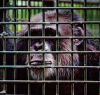 Rockhampton Zoo - Australian Destinations