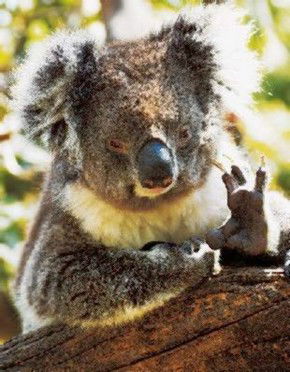 Cudlee Creek SA Australian Destinations