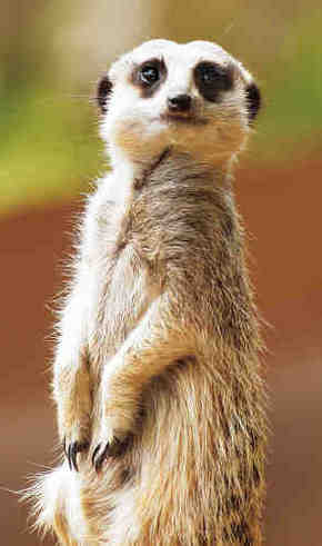 Gorge Wildlife Park - Australian Destinations 2