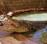Wyndham Zoological Gardens and Crocodile Park - Australian Destinations