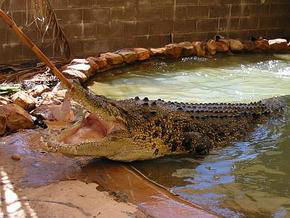 Wyndham Zoological Gardens And Crocodile Park - Australian Destinations 0