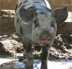 Wagga Wagga Zoo - Australian Destinations