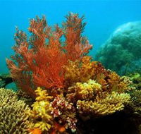 Three Islands Whale Shark Dive - Australian Destinations