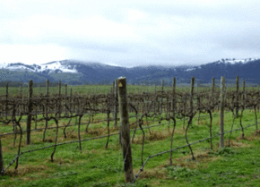 Kinloch Wines - Australian Destinations