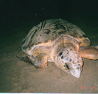 Footprints Adventures - Australian Destinations