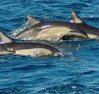 Dolphin Swim Australia - Australian Destinations