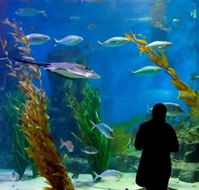 Melbourne Aquarium - Australian Destinations