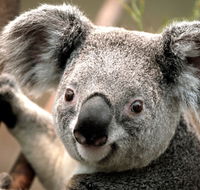 Potoroo Palace - Australian Destinations