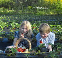 Blue Hills Berries  Cherries - Australian Destinations