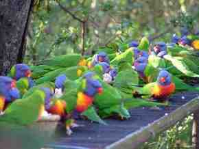 Gorge Wildlife Park - Australian Destinations 4