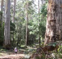 Warren River Loop Walk - Australian Destinations