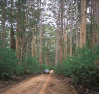 Boranup Drive - Australian Destinations