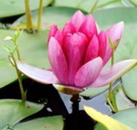 The Lotus Day Spa and Retreat - Australian Destinations