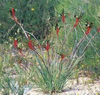Kalbarri Wildflower Centre - Australian Destinations