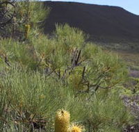 Lesueur Walk Trail Mount Lesueur - Australian Destinations