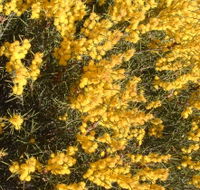 Dalwallinu Remnant Bushland - Australian Destinations