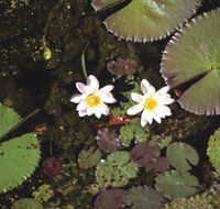 Parry Lagoons Nature Reserve - Australian Destinations