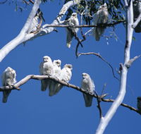 Carawine Gorge - Australian Destinations