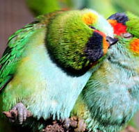 Rainbow Jungle - The Australian Parrot Breeding Centre - Australian Destinations