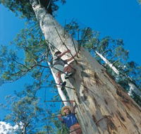 Dave Evans Bicentennial Tree - Australian Destinations