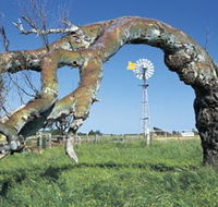 Greenough Leaning Trees - Australian Destinations