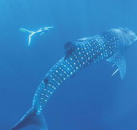 Ningaloo Marine Park - Australian Destinations