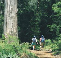 Gloucester Tree - Australian Destinations