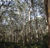 Boranup Karri Forest - Australian Destinations