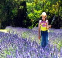 Brayfield Park Lavender Farm - Australian Destinations